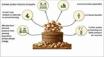 Unlocking Efficiency: The 4 Ton Rice Mill Plant Advantage