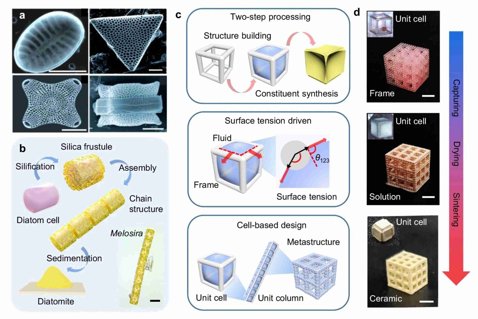 Innovative Processing Methods:⁣ Transforming Corn into Diverse Products