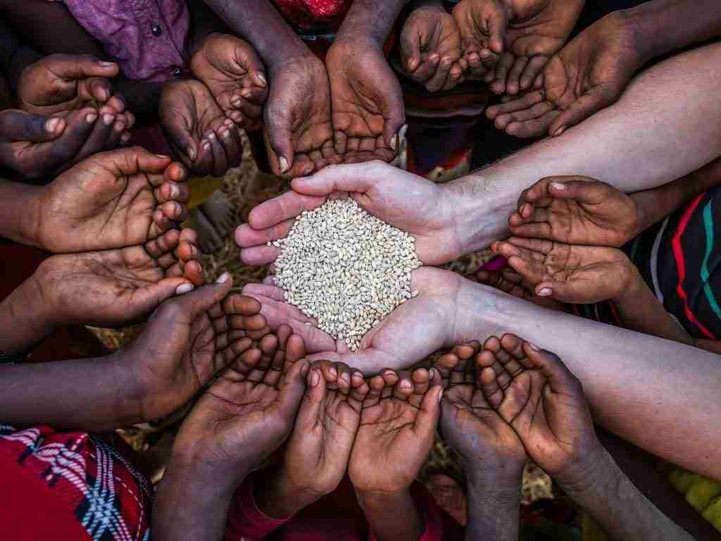 Revolutionizing Grain: The Rise of Automatic Rice Mills 2 Enhancing Food Security Through Advanced Rice Processing Solutions