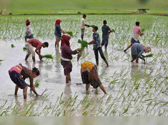 Behind the Grains: A Journey Through Paddy Processing 1 Understanding Paddy Cultivation Practices