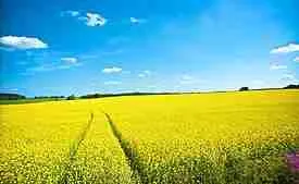 From Field to Factory: The Journey of Corn in Modern Agriculture