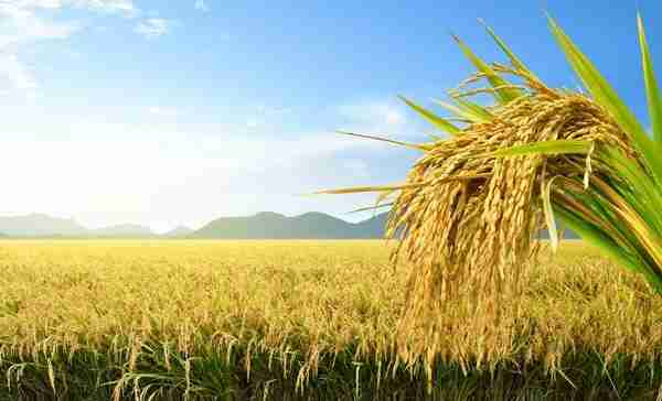 Transforming Rice: Inside the Paddy Processing Factory 1 Exploring the Journey from Paddy to Processed Grain
