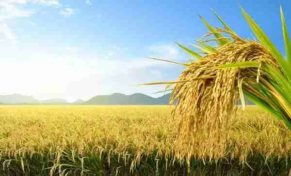 From Field to Bowl: Unveiling the Art of Paddy Processing 1 Exploring the Journey of Paddy: From Crop to Culinary Delight