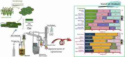 Unlocking Potential: The Art and Science of Paddy Processing
