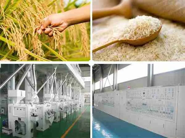 Transforming Grains: A Deep Dive into Rice Milling Units 1 Understanding the Rice Milling Process and Its Significance