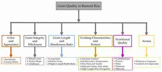 Transforming Grains: The Evolution of Rice Mill Plants