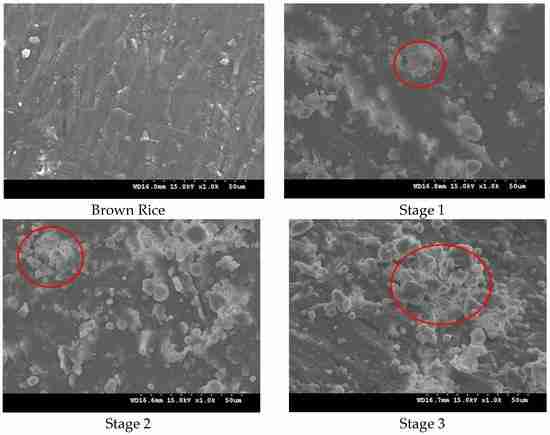 Unveiling the 5 Ton Rice Mill: Efficiency Meets Productivity