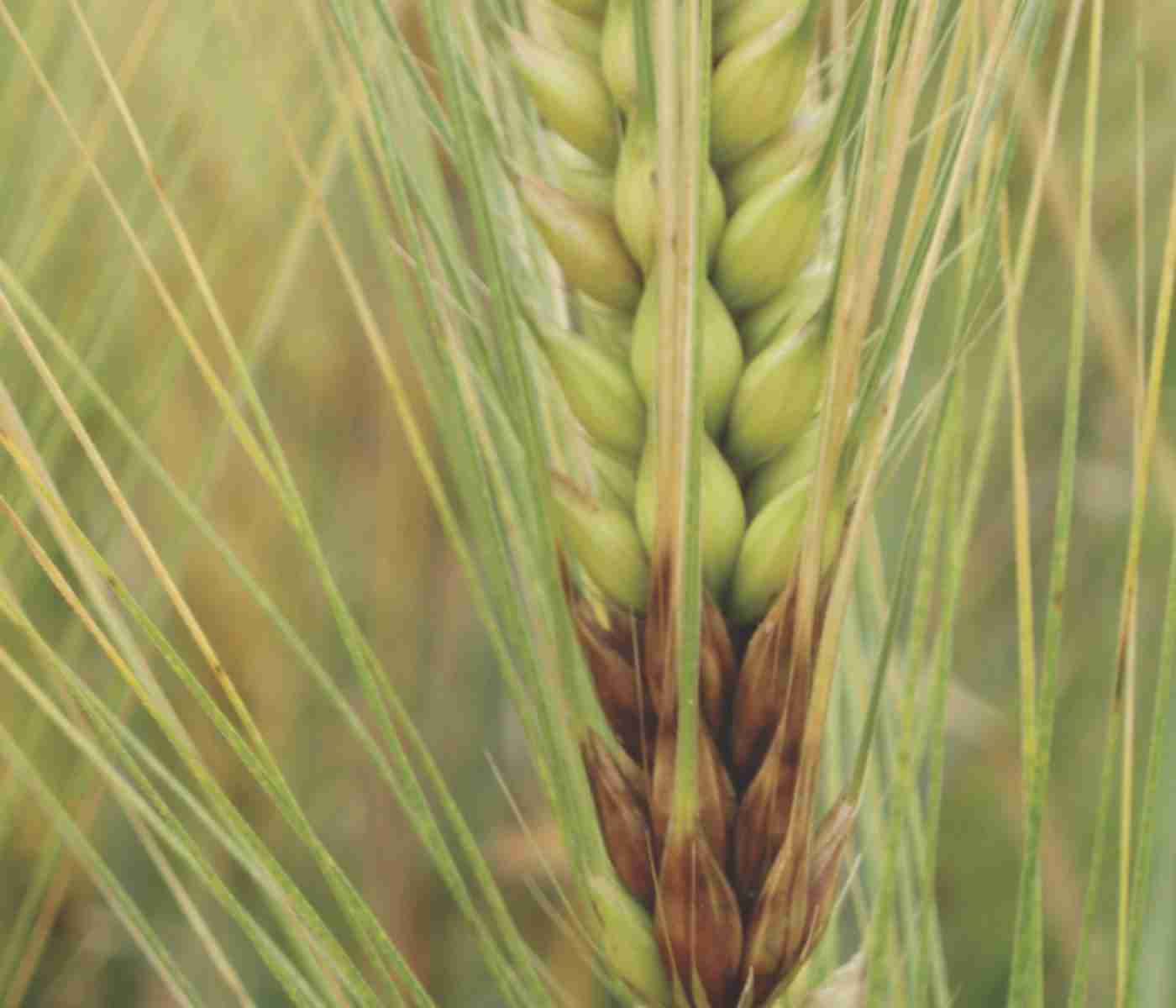 Transforming Grains: The Modern Rice Mill Plant Revolution