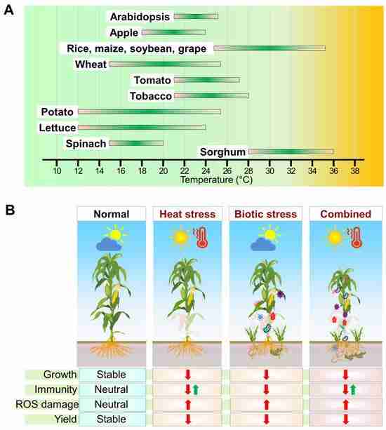 Unlocking Efficiency: The Power of Mini Combined Rice Mills
