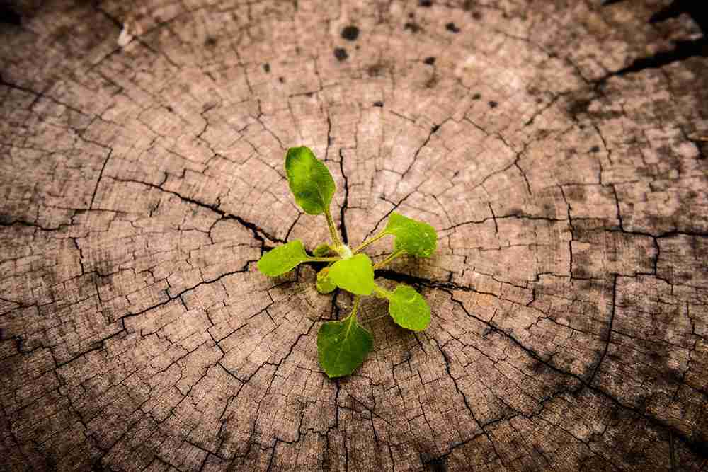 Unlocking Potential: The Rise of Small Rice Mills in Farming 1 Emerging Trends in Small Rice Milling Technologies