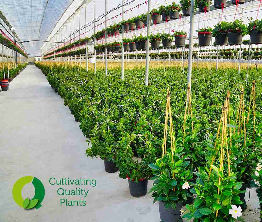 From Field to Table: The Journey of Paddy Processing 1 Cultivating Quality: The Farming Practices that Define Paddy Production