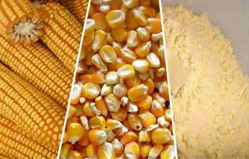 Enhancing Flavor and Texture: Culinary Applications of Milled Maize