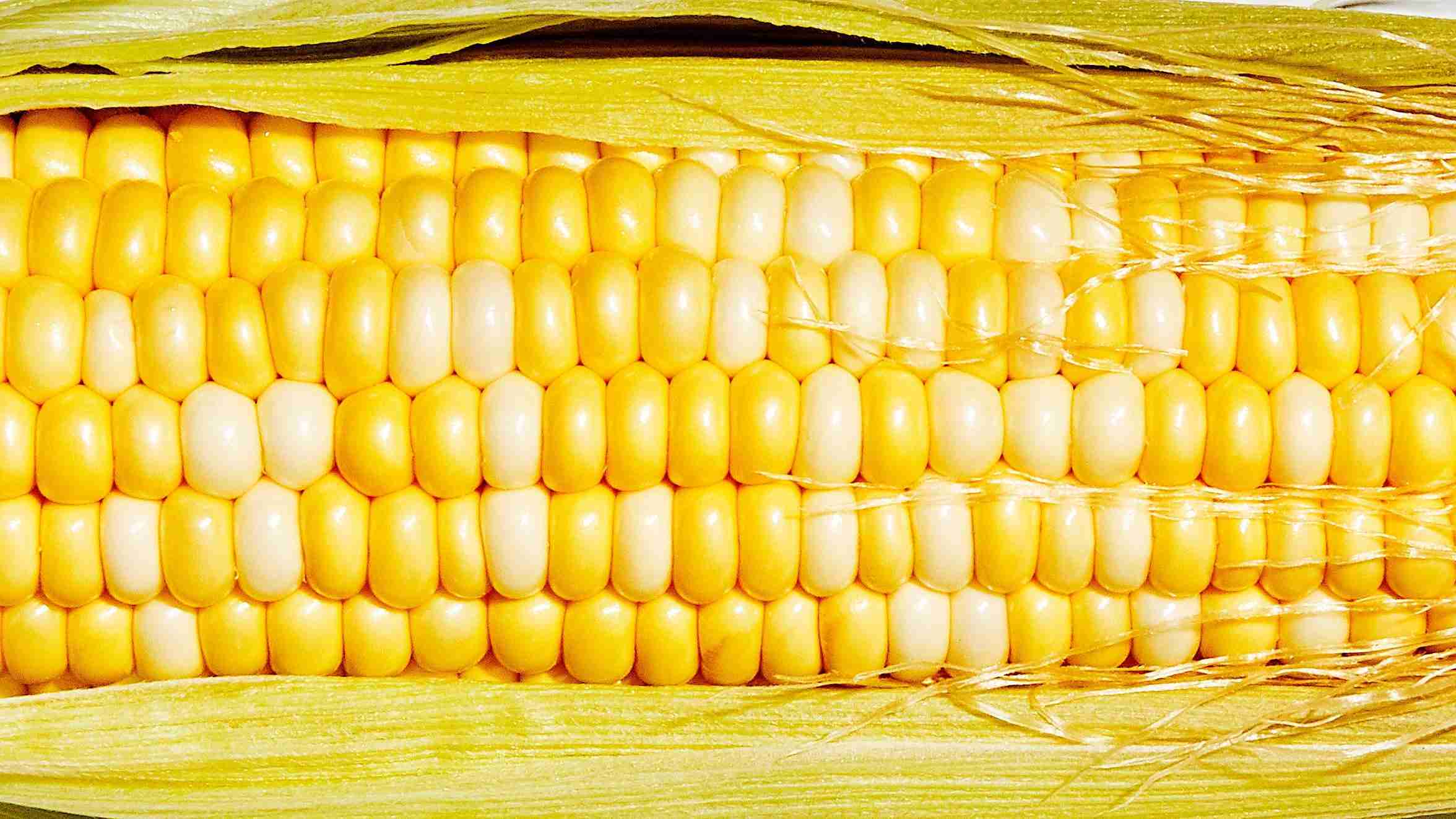 From Field to Table: The Art and Science of Corn Processing 1 Exploring the Journey of Corn: Cultivation to Culinary Delight