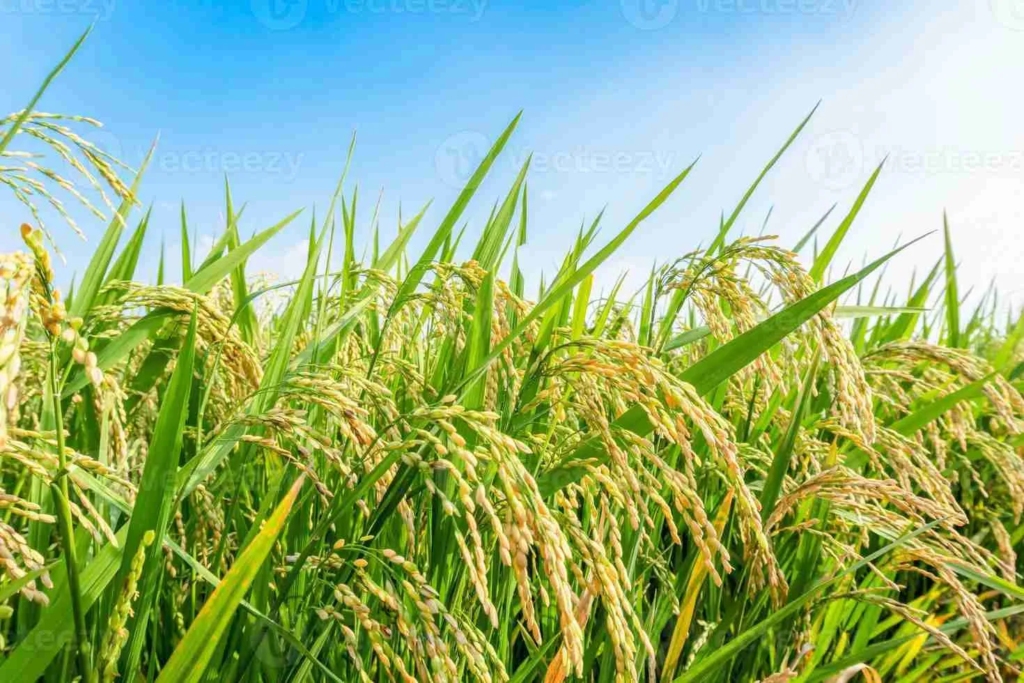 Transforming Grain: The Art and Science of Paddy Processing 1 Understanding the Lifecycle of Paddy: From Field to Table