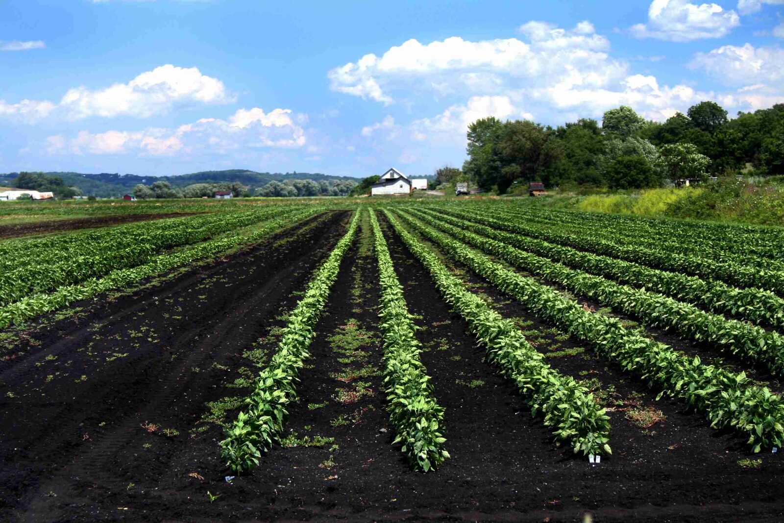 From Field to Flour: The Life Cycle of Corn Processing 1 Exploring the Agricultural Foundations of Corn Cultivation