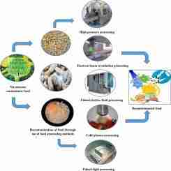 From Field to Table: The Art and Science of Corn Processing 2 Understanding the Processing Techniques: From Harvest to Refinement