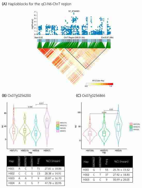 Revolutionizing Grain Processing: The Combined Mini Rice Mill
