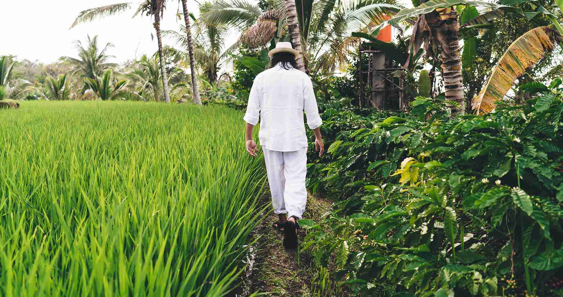 Revitalizing Agriculture: The Role of Modern Rice Mill Plants