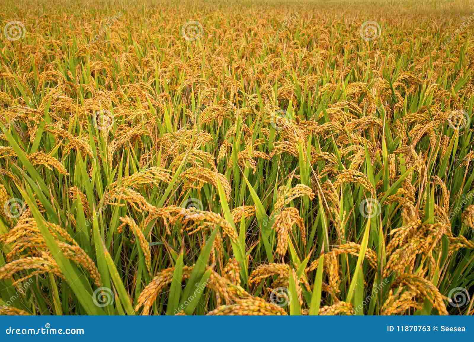 Inside the Paddy Processing Factory: Where Grain Meets Grain 1 Exploring the Journey of Paddy: From Field to Factory