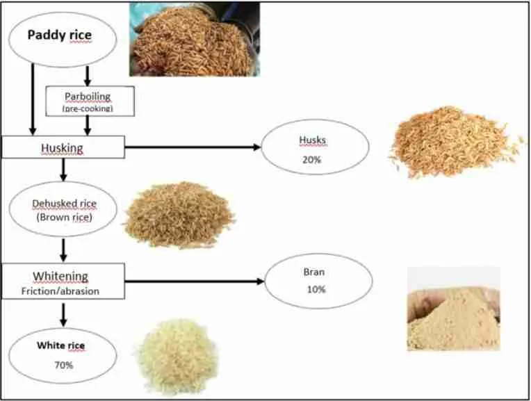 Revitalizing Agriculture: The Role of Modern Rice Mill Plants 2 Enhancing Quality and Efficiency in Rice Processing