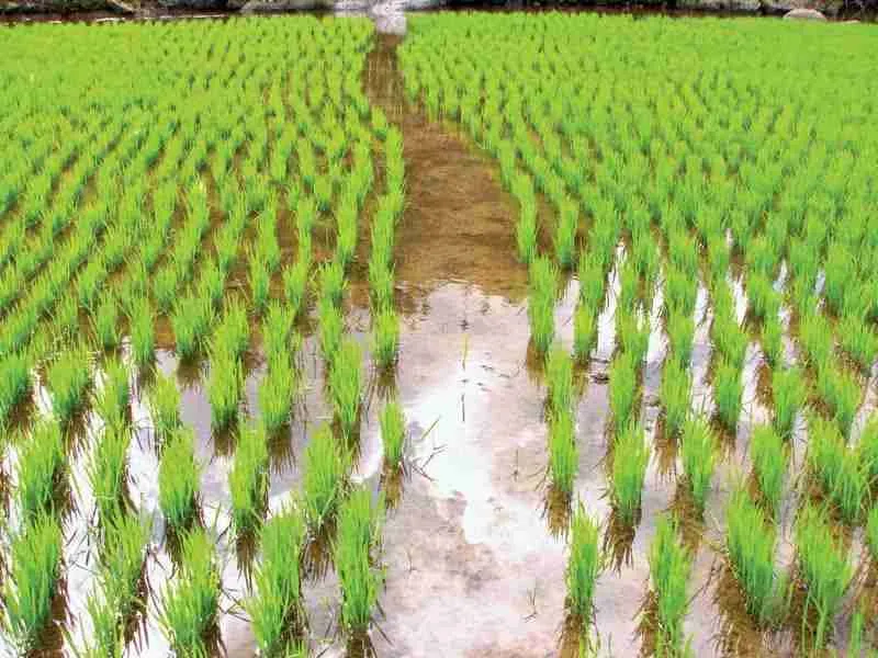 Exploring the Journey from Paddy ⁤to Rice:⁤ An In-Depth Look at Processing Techniques