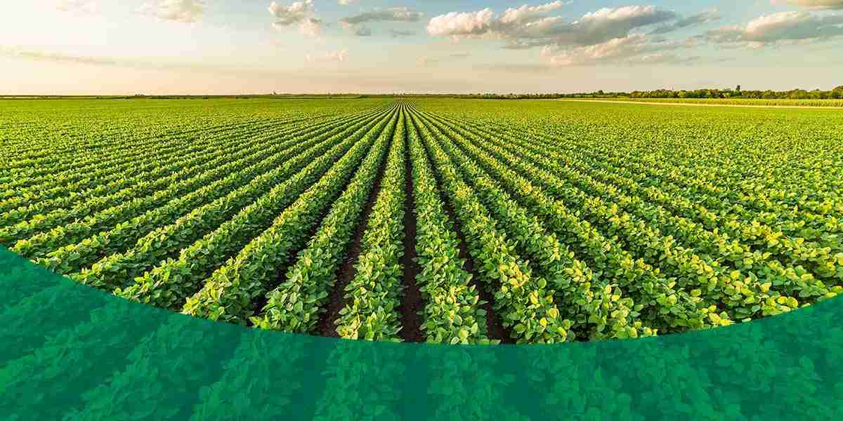 Unlocking Efficiency: The Potential of Mini Rice Mill Plants 2 Enhancing Agricultural Sustainability Through Efficient Milling Solutions