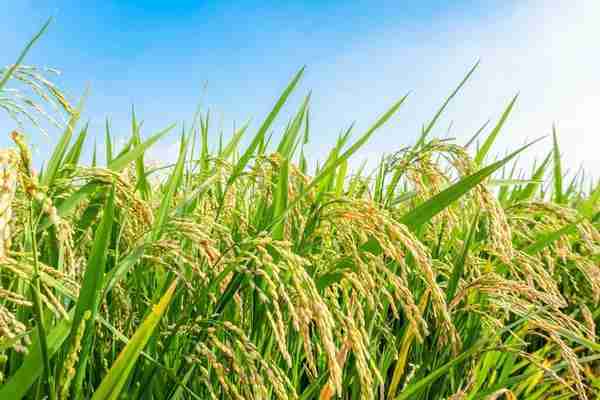 Transforming Grains: The Journey Through a Paddy Processing Plant 1 Understanding the Paddy Processing Flow from Field to Mills