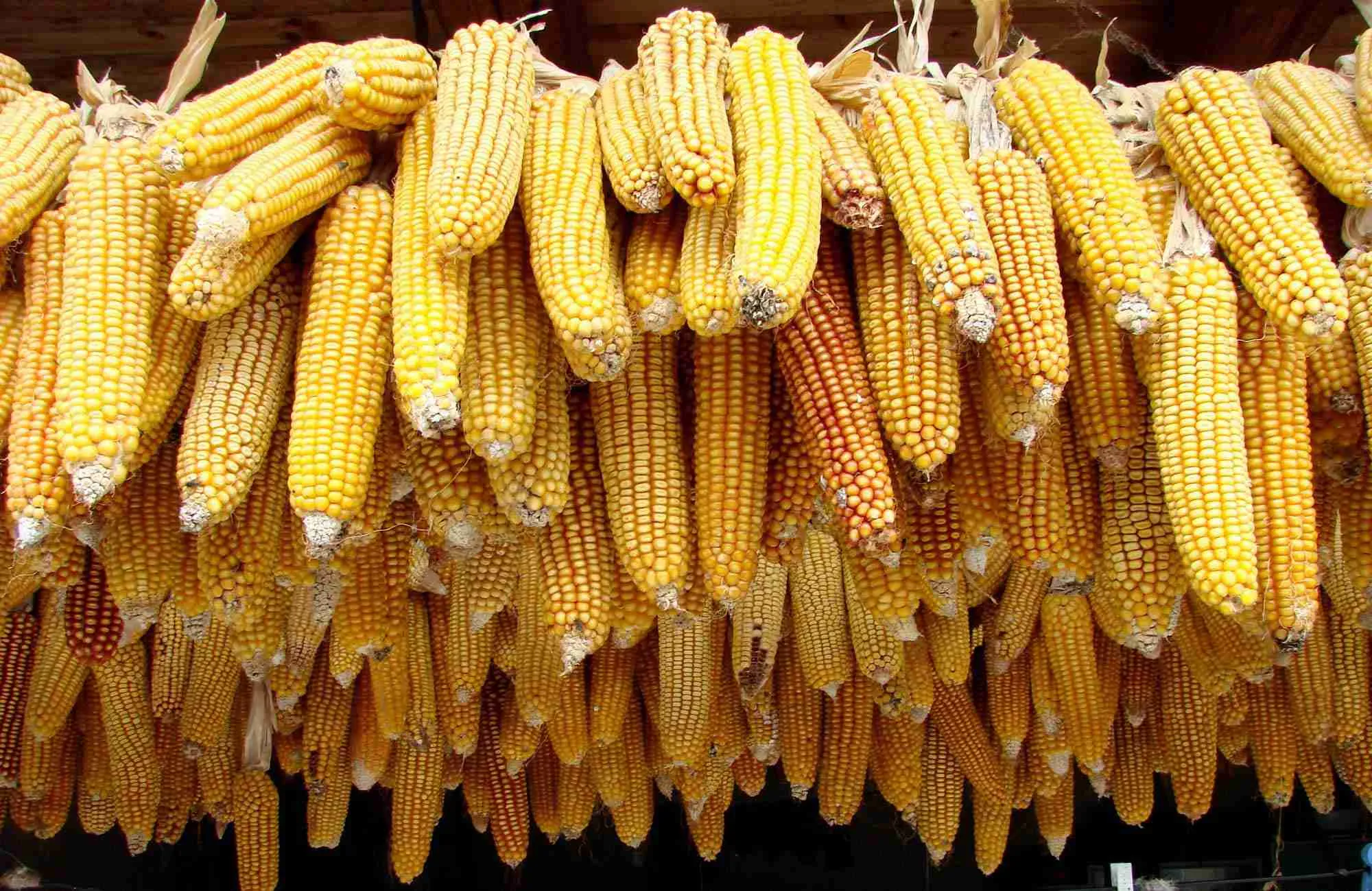 Maize Milling Secrets: From Field to Flour on Your Table 2 The Journey of Maize: Choosing the Right Varieties for Milling