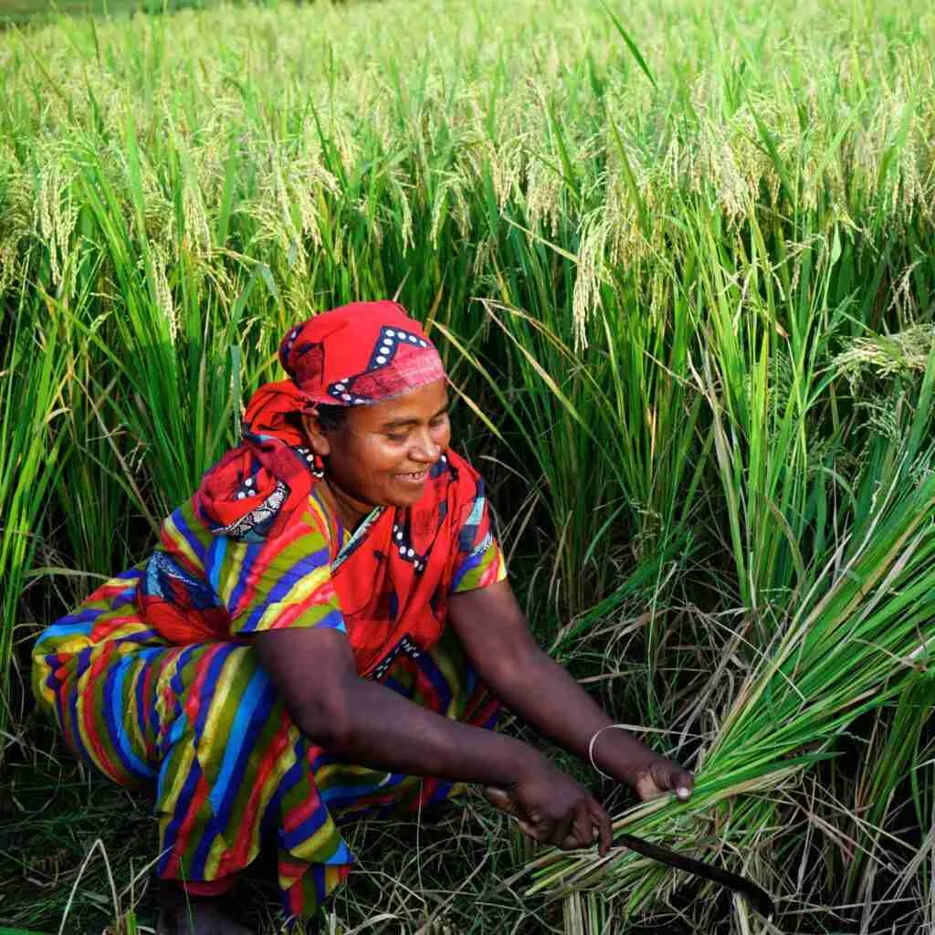Revolutionizing Agriculture: The Rise of Portable Rice Millers 2 Empowering Farmers: The Economic Benefits of Portable Rice Milling Solutions