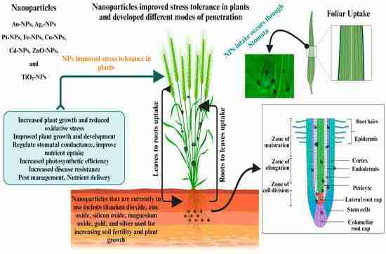 Revolutionizing Grain: The Rise of Mini Rice Milling Machines
