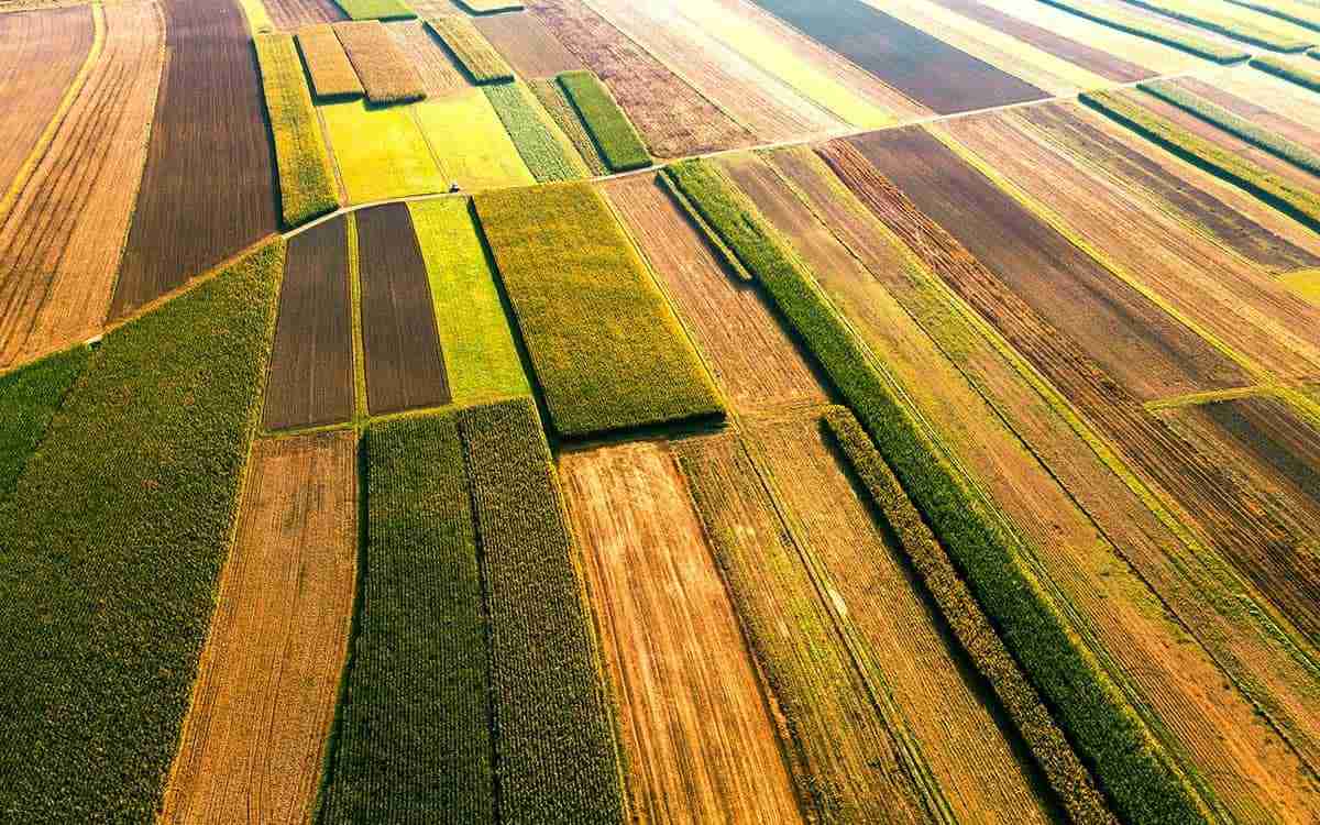 Revolutionizing Agriculture: The Rise of Automatic Rice Mills