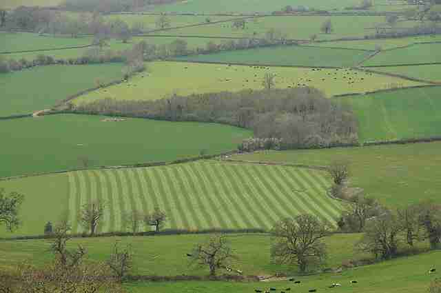 From Field to Table: The Art and Science of Rice Processing