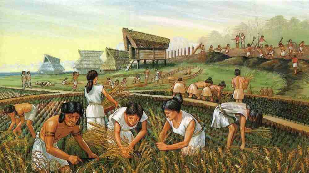 Transforming Harvest: The Art and Science of Paddy Processing