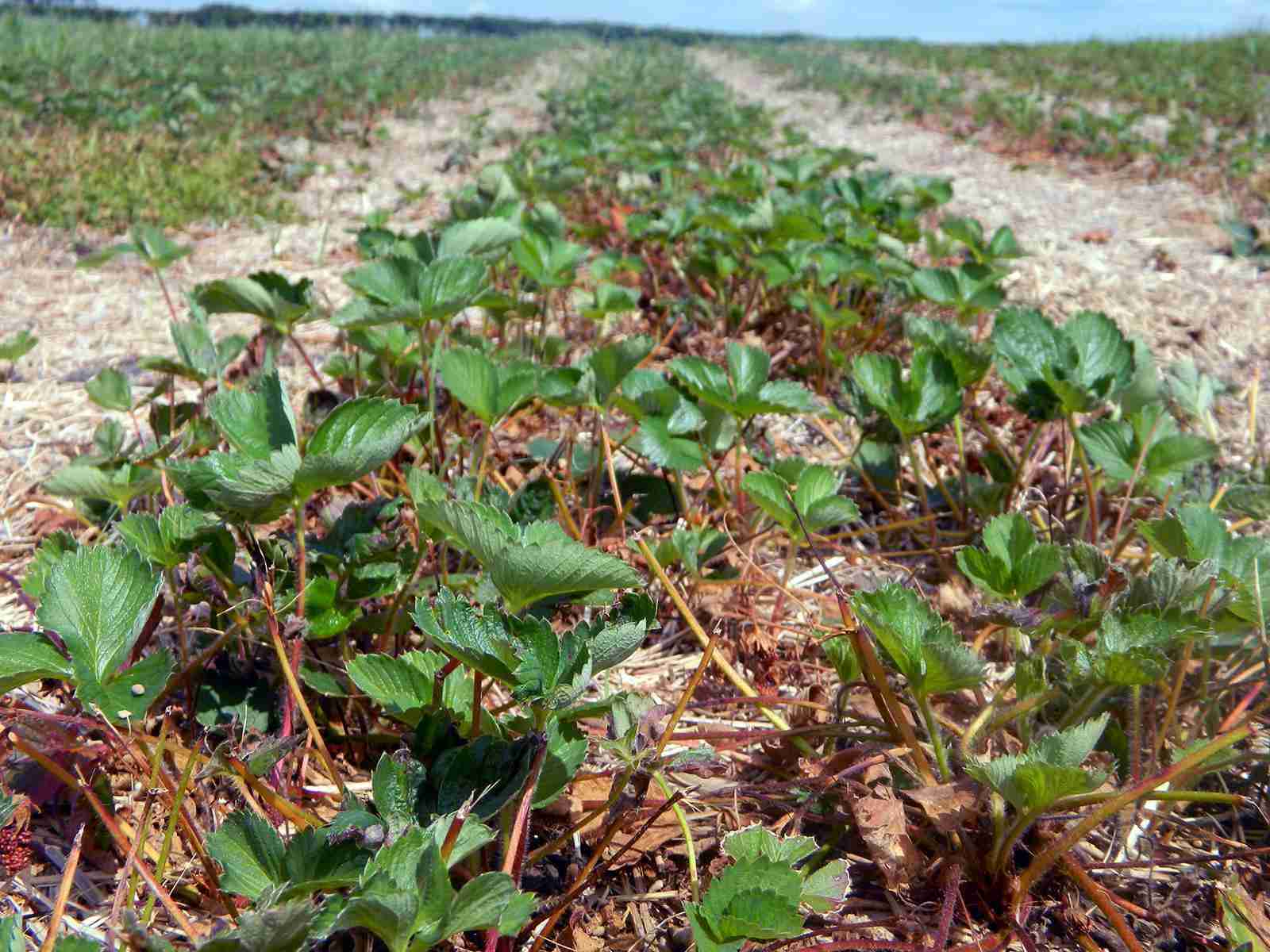 Revamping Harvests: The Rise of Combine Mini Rice Mills