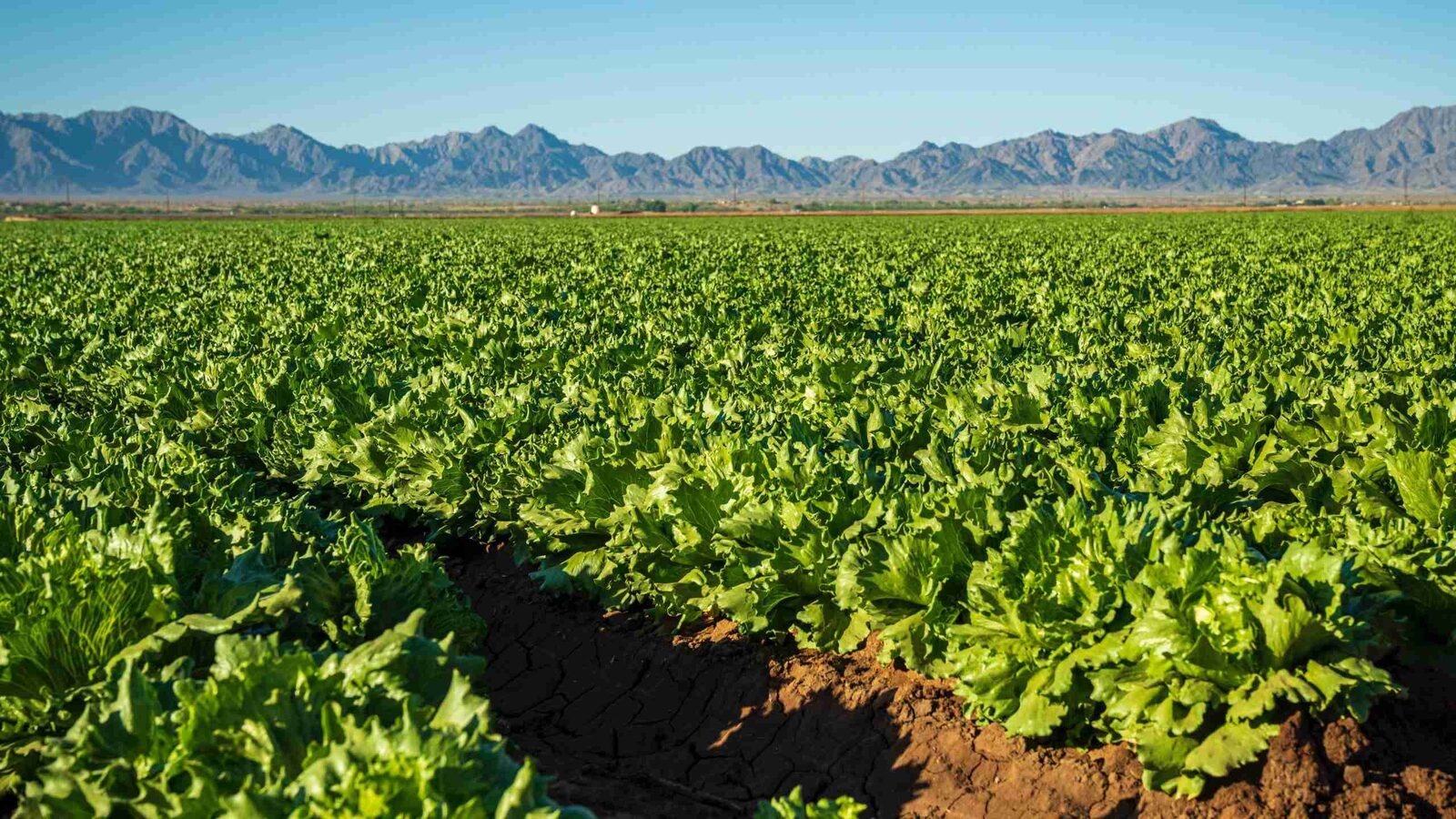 Exploring the Journey from Farm to Food: Understanding Grain Sourcing and Selection