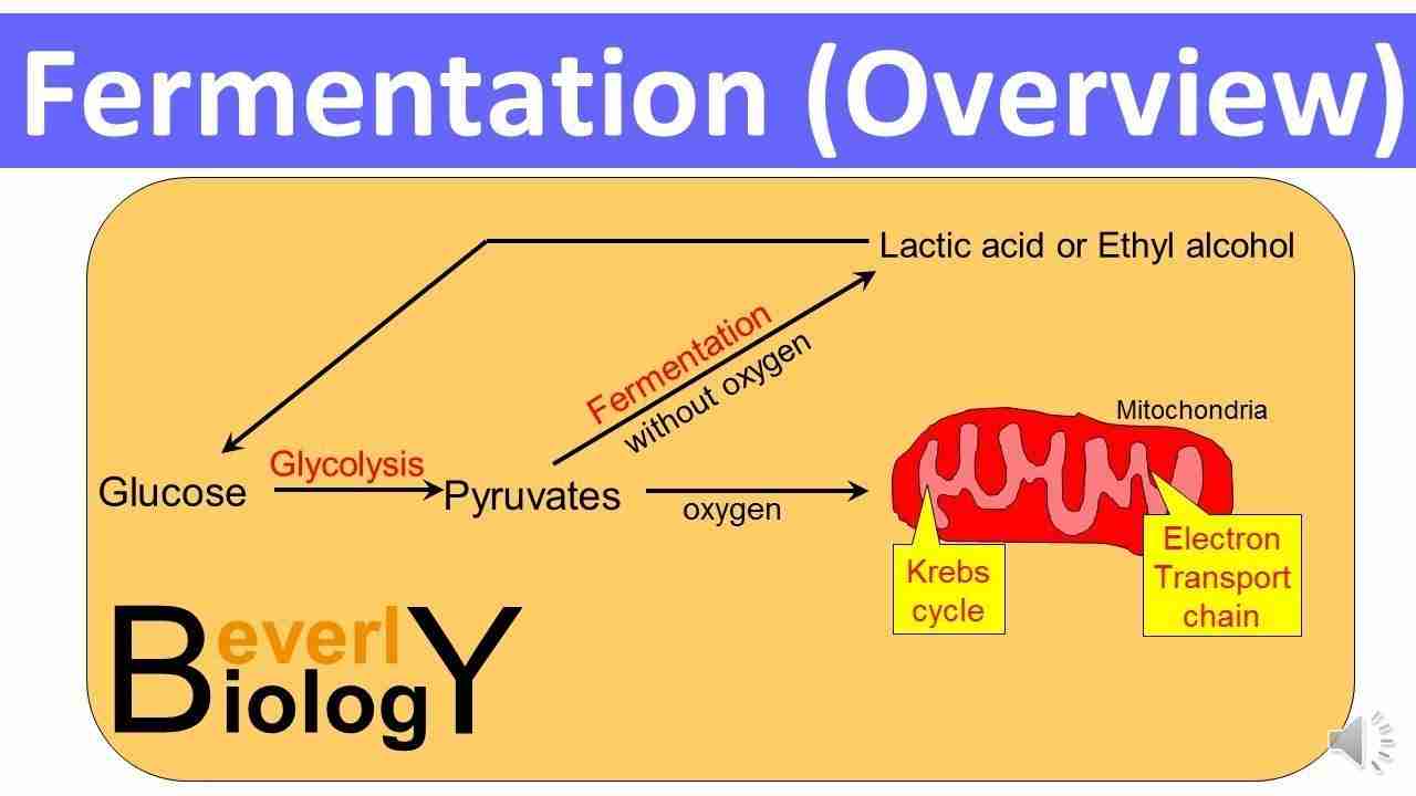 Unlocking Flavors: The Art and Science of Rice Processing 3 Exploring Fermentation: A Flavor Revolution in Rice Processing