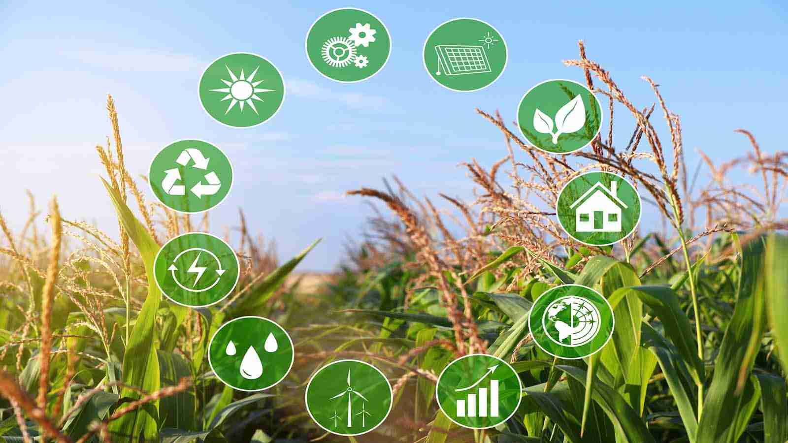 Unlocking Potential: The Benefits of Mini Rice Mills 2 Enhancing Agricultural Efficiency through Local Milling Solutions