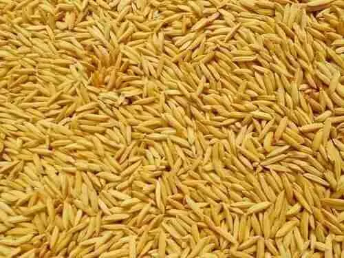 Understanding the Significance of Choosing the​ Right ‍Paddy Variety