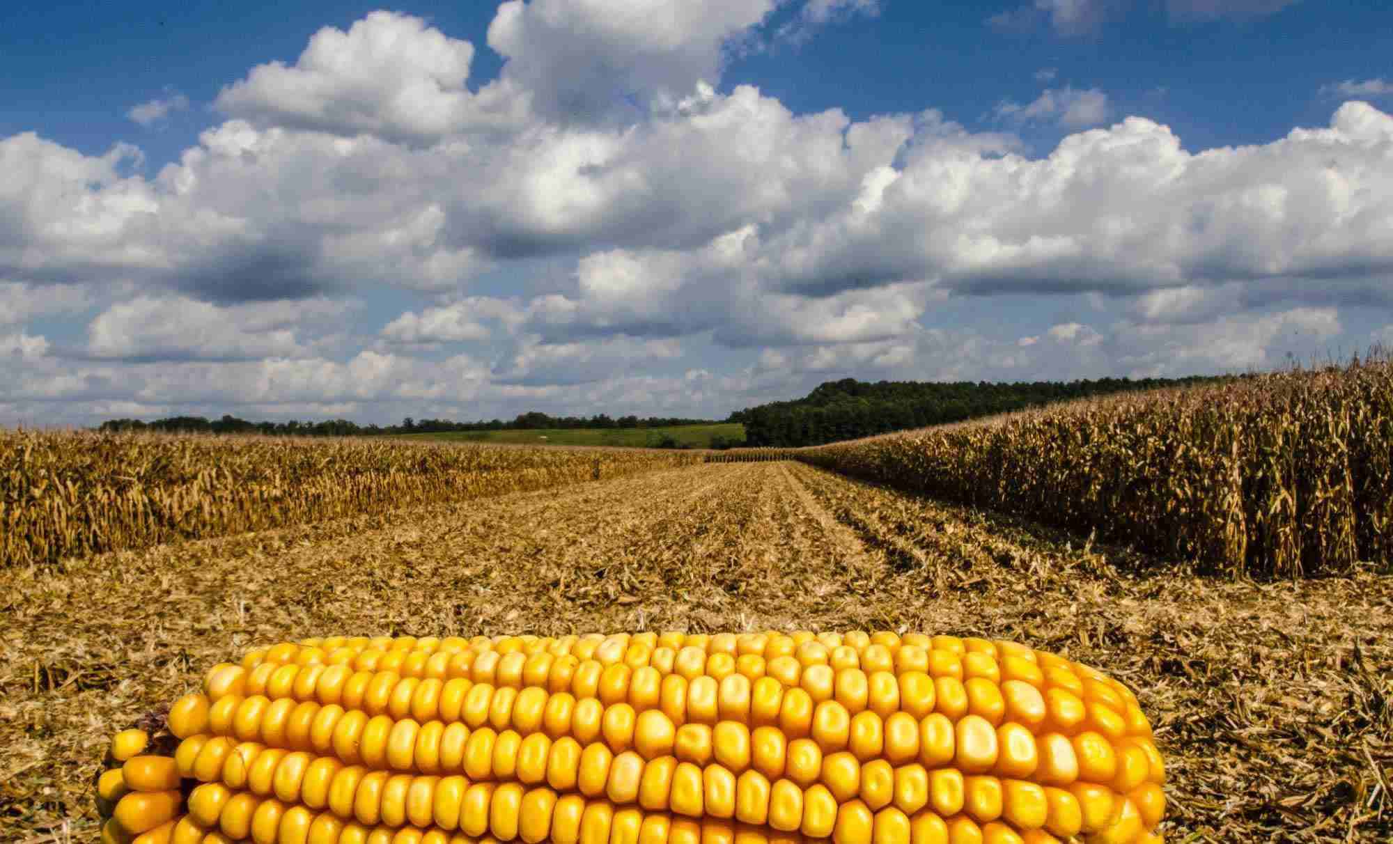 From Cob to Meal: The Art and Science of Maize Milling 1 The Journey of Maize: Understanding the Cob-to-Meal Transformation
