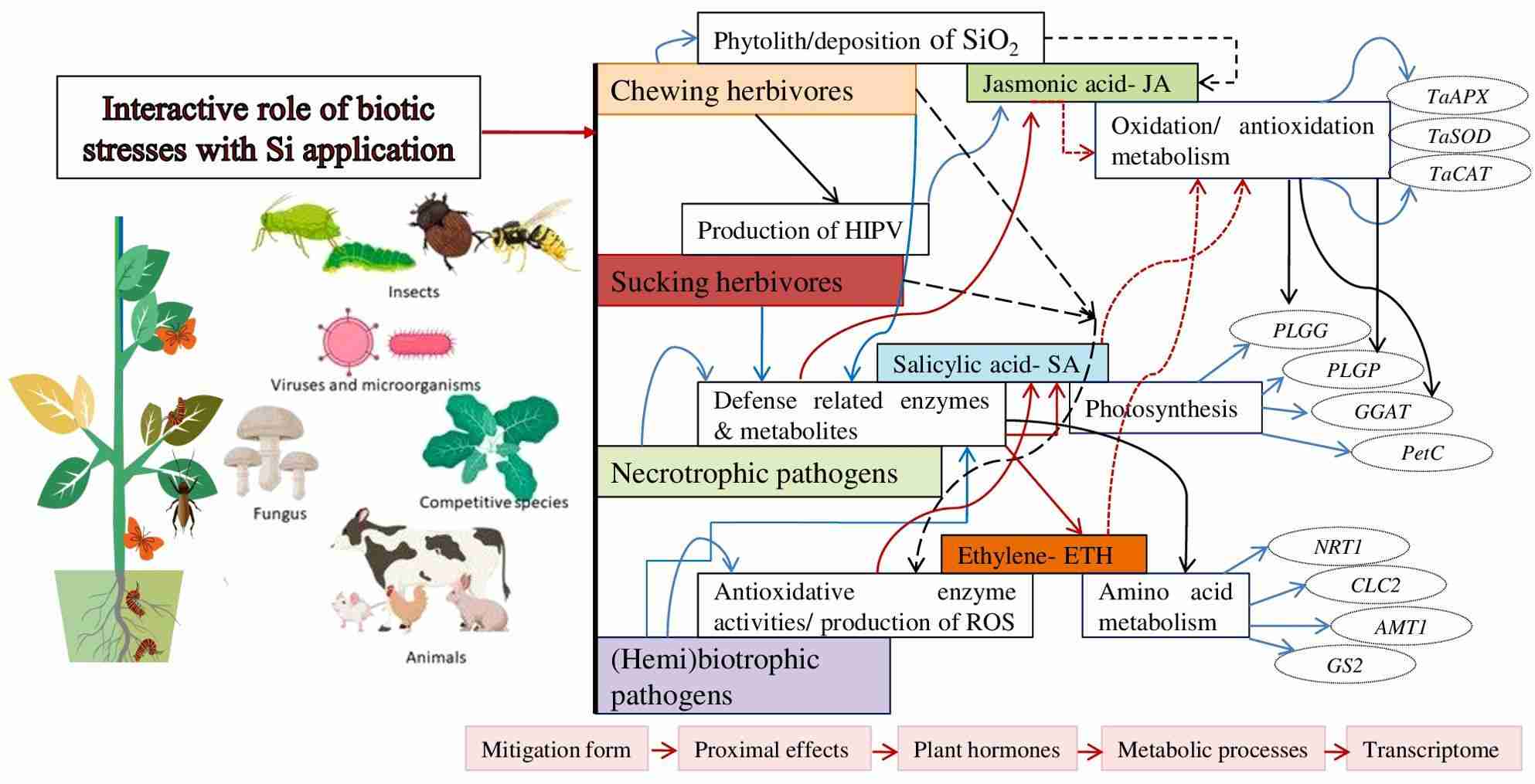Unlocking Efficiency: The Role of Paddy Processing Units