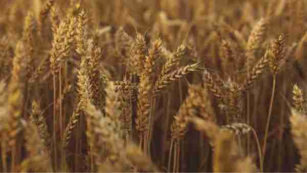 Unlocking Grain Potential: The Evolution of Rice Milling Machines