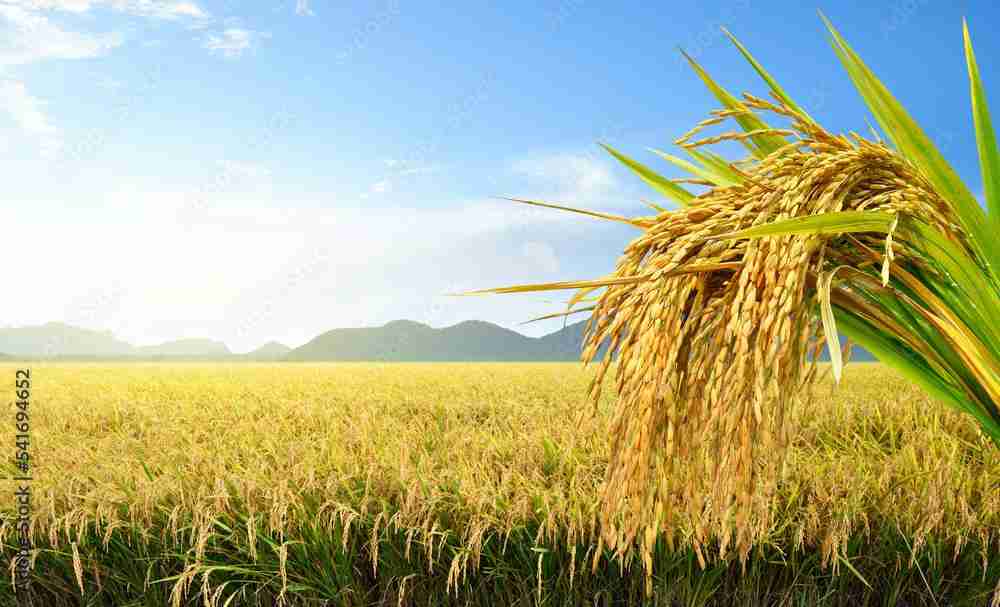 Transforming Grain: The Journey of Paddy Processing Factories 1 Understanding the Paddy Lifecycle from Field to Factory