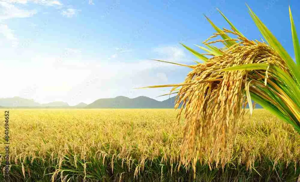 Unlocking Efficiency: The Role of Paddy Processing Units 1 Exploring the Evolution of Paddy Processing Technologies