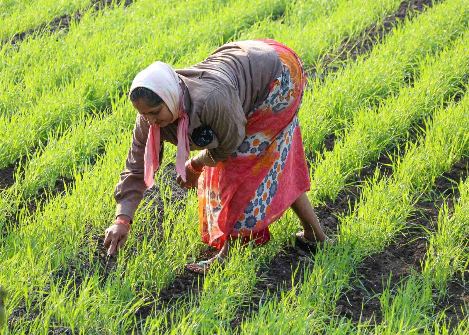 Revolutionizing Rice Production: The Rise of Milling Machines 3 Enhancing Farmer Livelihoods Through Access to Advanced Milling Equipment