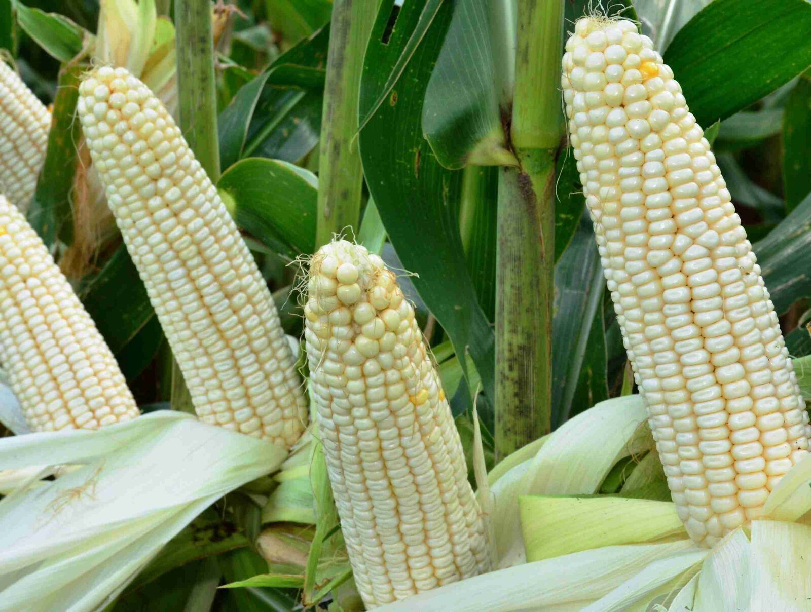 Unveiling the Art of Maize Milling: Grains to Greatness 1 Understanding the Journey of Maize from Field to Flour