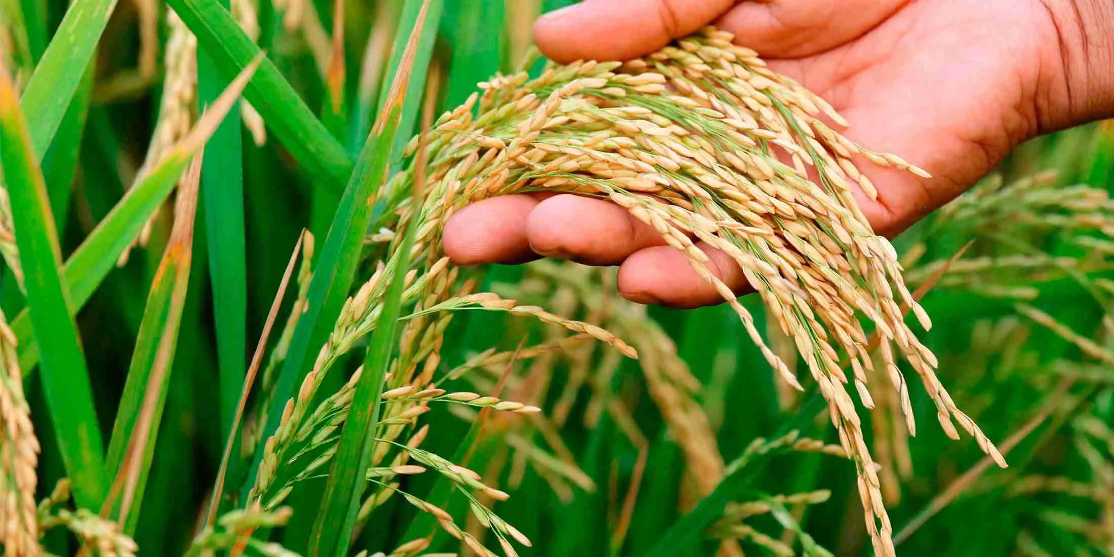 Understanding the Journey from Paddy to Polished Rice