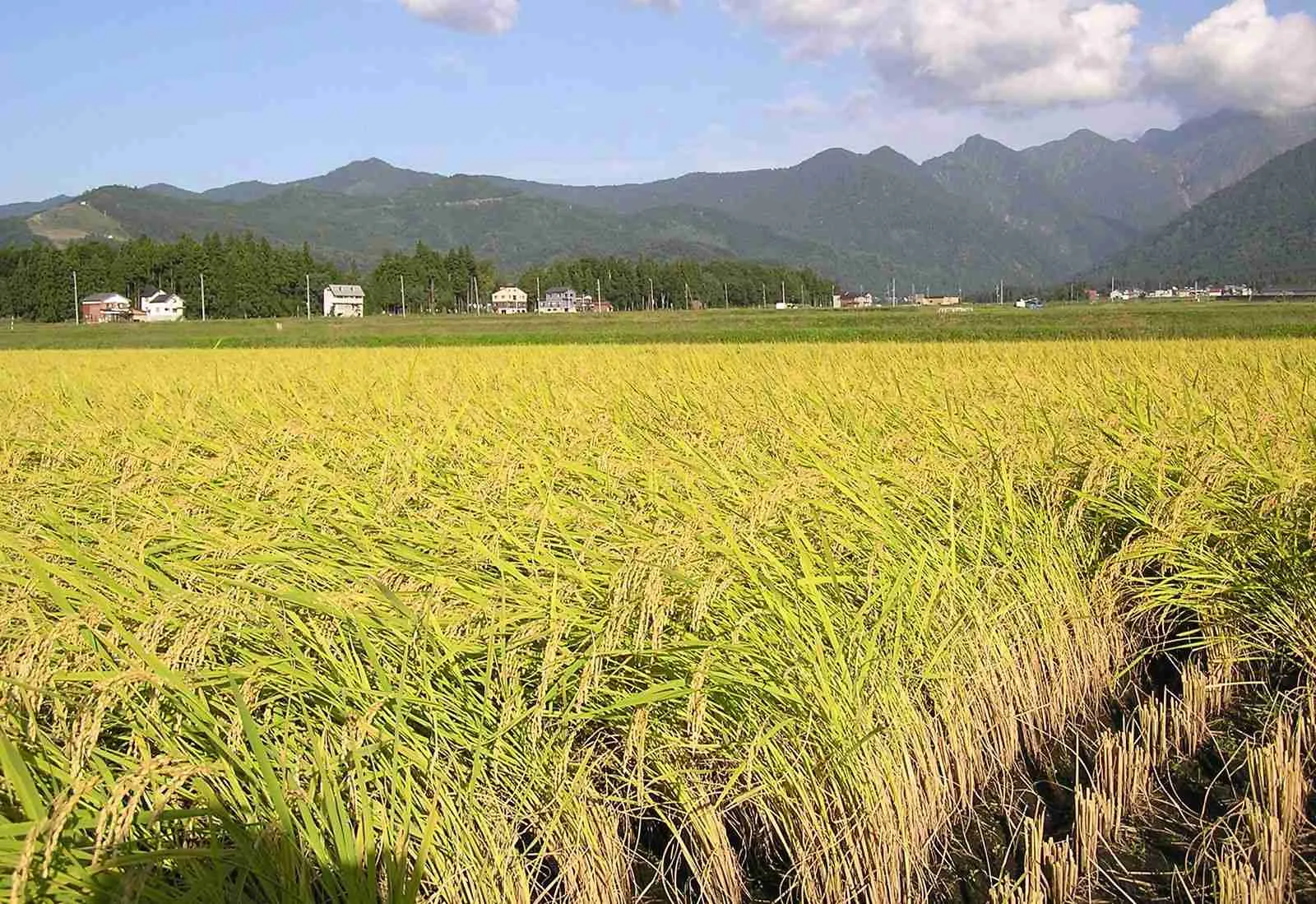 Harvest to Table: The Journey Through a Paddy Processing Factory 2 Understanding Paddy Processing Techniques for Quality Enhancement