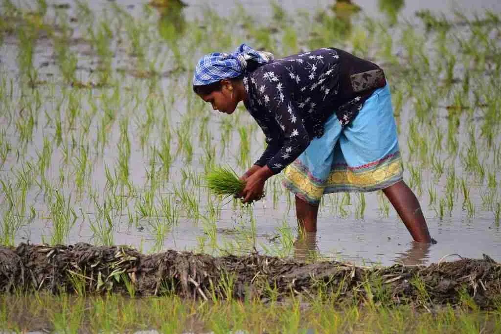 Discovering Opportunities in Rice‍ Production
