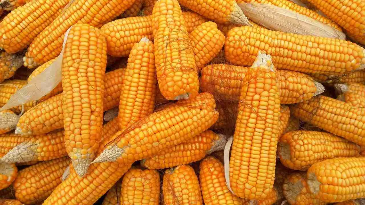 From Field to Flour: The Art of Maize Milling Uncovered 1 Exploring the Journey of Maize from Harvest to Milling
