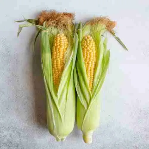 From Field to Fork: The Intricacies of Corn Processing 1 Exploring the Journey of Corn: From Harvest to Consumer Plate